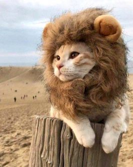 Cute Lion Mane Cat Wig Cap