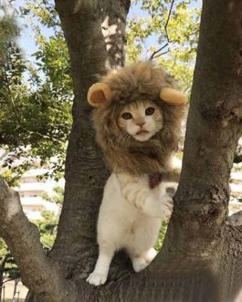 Cute Lion Mane Cat Wig Cap