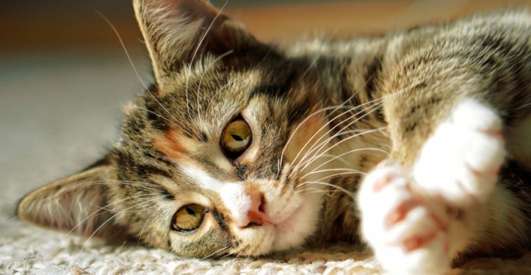 Read more about the article Things to Think About Before Declawing Your Cat