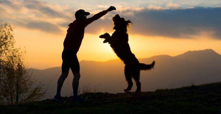 Read more about the article Tips For Training Dogs Successfully